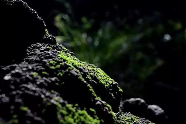 墨绿青苔最新小说｜苔绿墨韵小说连载