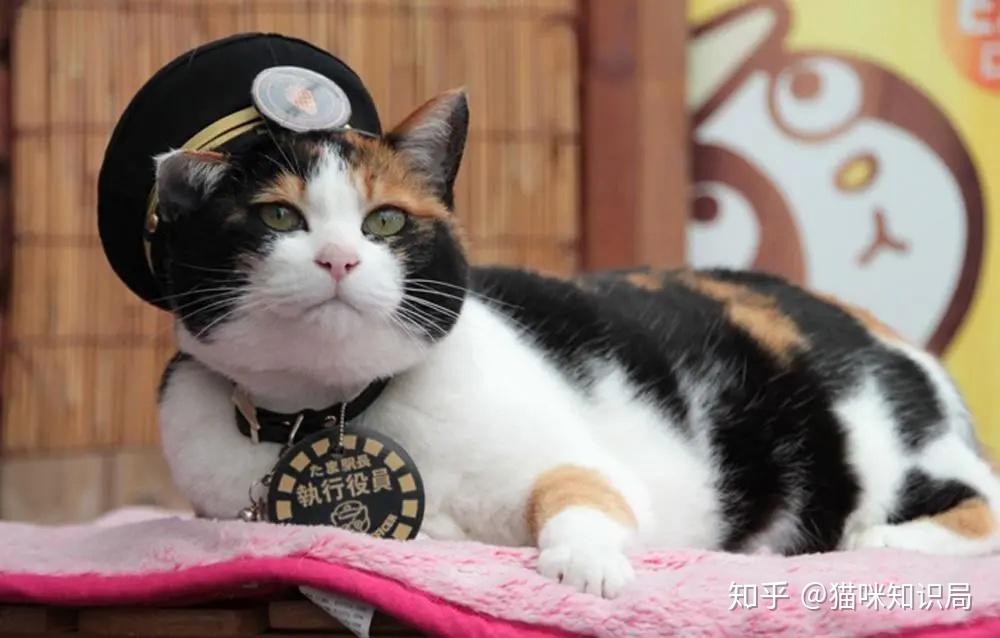 猫咪最新官网-“猫咪官方最新资讯站”